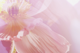 SILKE MAYER PHOTOGRAPHY . stills. visual direction. digital art