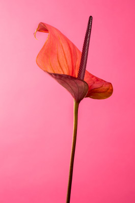 SILKE MAYER PHOTOGRAPHY . stills. visual direction. digital art