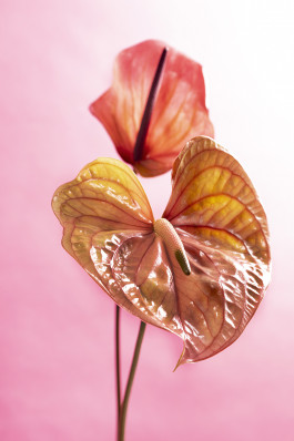 SILKE MAYER PHOTOGRAPHY . stills. visual direction. digital art